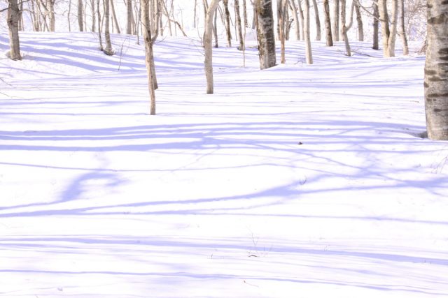 Snow Trekking