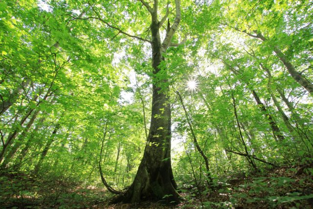 Forest of Beech “Nukumidaira”