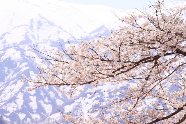 Ooyamazakura (Ooyama cherry blossoms)