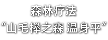 森林疗法“山毛榉之森 温身平”